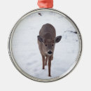 Search for does photography Wildlife