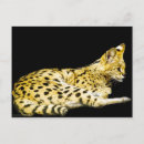 Search for serval postcards Wildlife