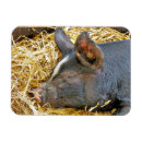 Search for pig stuff magnets Cute
