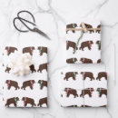 Search for grizzlies wrapping paper Wild animals