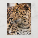 Search for wildcat postcards Cats