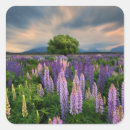 Search for lupine stickers Landscape