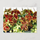 Search for annuals postcards Garden