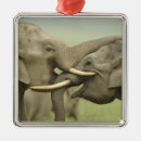 Search for indian elephant christmas tree decorations Corbett