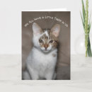 Search for little kitty Fun