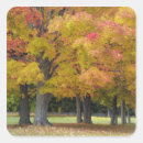 Search for maple trees stickers Autumn