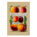 Search for vegetable posters Seeds