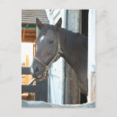 Search for love horses postcards Brown