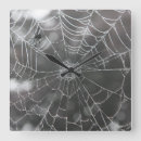 Search for arachnid clocks Nature