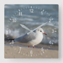 Search for seagull clocks Wildlife