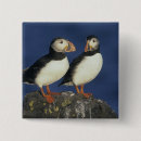 Search for puffin badges Wild