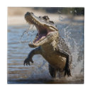 Search for crocodile tiles Wildlife