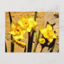 Search for jonquils postcards Narcissus