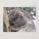 Search for asleep photography Animal