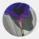 Search for glory photography Lavender