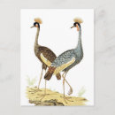 Search for crane vertical postcards Grey crowned crane