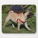 Search for harness mouse mats Dog