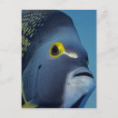 Search for angelfish postcards Underwater