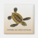 Search for sea turtle magnets Ocean