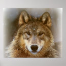 Search for wolf pictures posters Animals