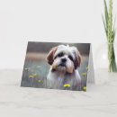 Search for shih tzu lover postcards Adorable