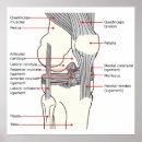 Search for anatomically posters Human