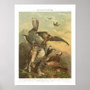 Search for prey posters Birds of prey