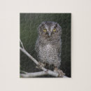 Search for otus asio Grey