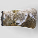 Search for sheep golf equipment Ewes