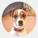 Search for jack russell terrier puppy stickers Cute