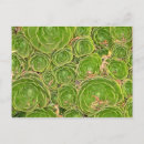 Search for succulents postcards Pattern