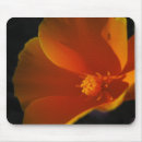 Search for bright orange flower electronics Poppy