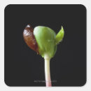 Search for apple small square stickers Close up