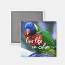 Search for feathered birds magnets Nature