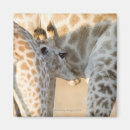Search for calf magnets Animals in the wild