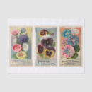 Search for flower seed packets Morning glory