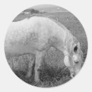 Search for dapple Mare