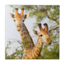 Search for peek tiles Giraffe