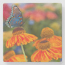 Search for carnation coasters Pink