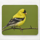 Search for breeding mouse mats Bird