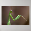 Search for praying mantis posters Cute