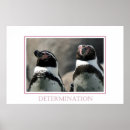 Search for determination photography Animals