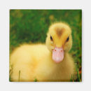 Search for ducklings magnets Animal
