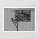 Search for aviary horizontal postcards Feather