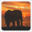 Search for elephant silhouette stickers Sunset
