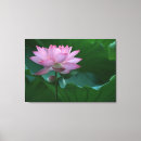 Search for lotus flower canvas prints Water lily