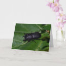 Search for beetle cards Bug