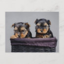 Search for yorkie puppy postcards Funny