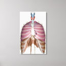 Search for respiratory system art Body
