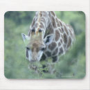 Search for feed mouse mats Animal